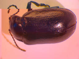 Image of <i>Oreina speciosa</i>