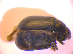 Image of Gonioctena (Gonioctena) nivosa Suffrian 1851