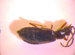 Image of Cychrus caraboides (Linnaeus 1758)