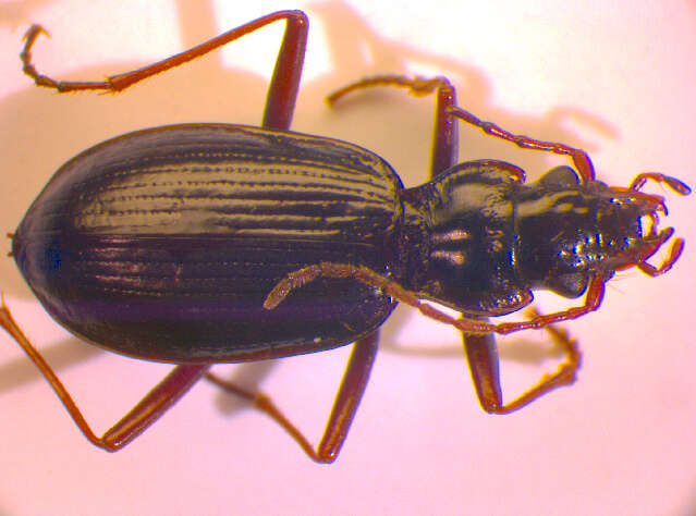 Nebria (Oreonebria) austriaca Ganglbauer 1889的圖片