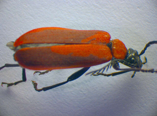 Image of <i>Pyrochroa coccinea</i>