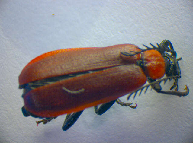 Image of <i>Pyrochroa coccinea</i>