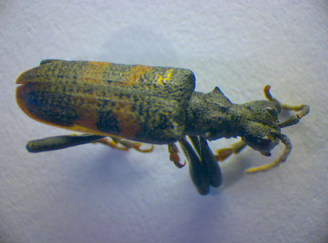 Image of Blackspotted Pliers Support Beetle