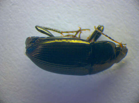 Image of Ground beetle