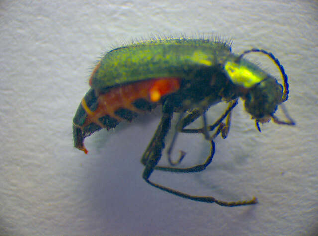 Image of <i>Malachius bipustulatus</i>