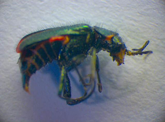 Image of <i>Malachius bipustulatus</i>