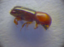 Image of Ambrosia beetle