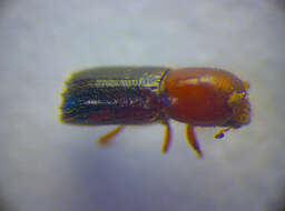 Image of Ambrosia beetle