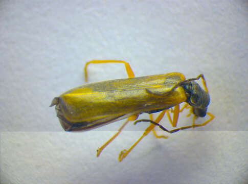 Image of <i>Rhagonycha lignosa</i>