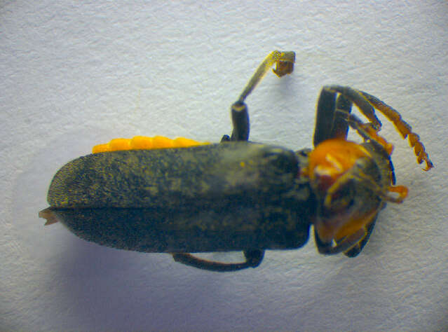 Image of <i>Cantharis fusca</i>