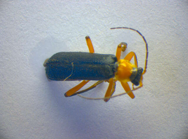 Imagem de <i>Cantharis pellucida</i>