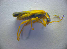 Imagem de <i>Cantharis decipiens</i>