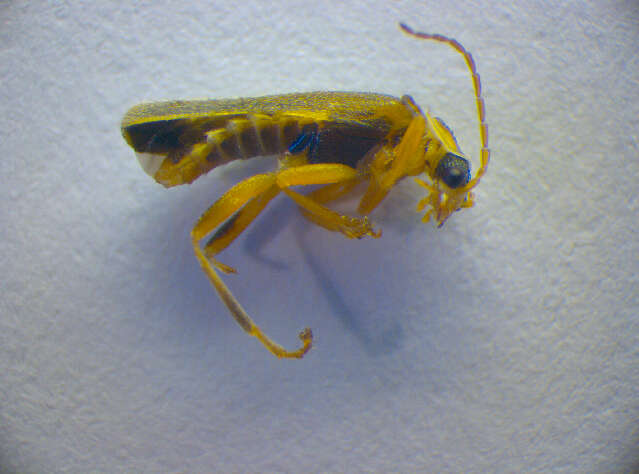 Imagem de <i>Cantharis decipiens</i>