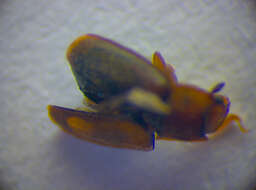 Image of Epuraea unicolor