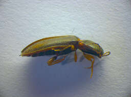 Image of <i>Athous vittatus</i>