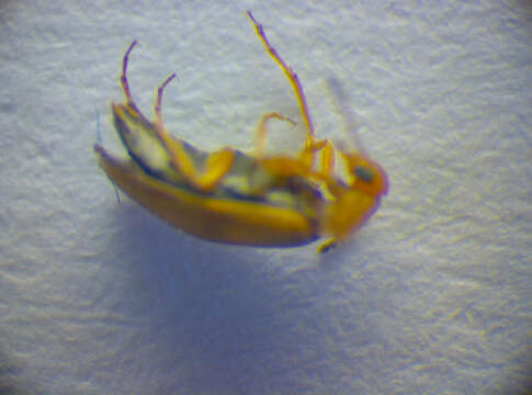 Image of <i>Anaspis maculata</i>