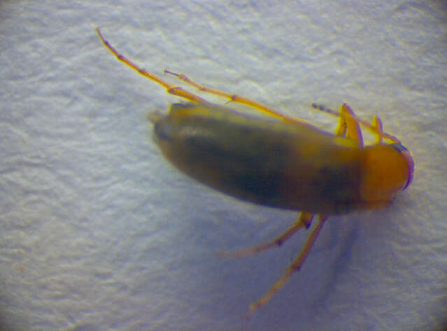 Image of <i>Anaspis maculata</i>