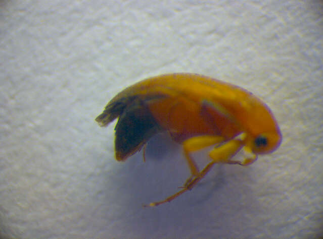 Image of <i>Anaspis lurida</i>