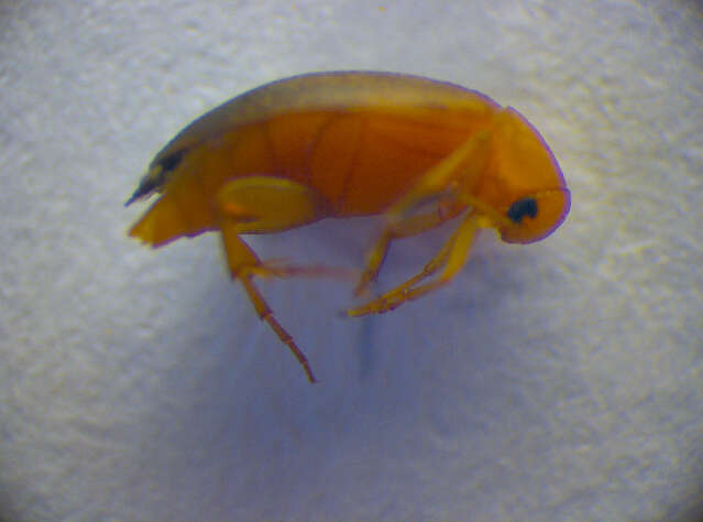 Image of <i>Anaspis lurida</i>