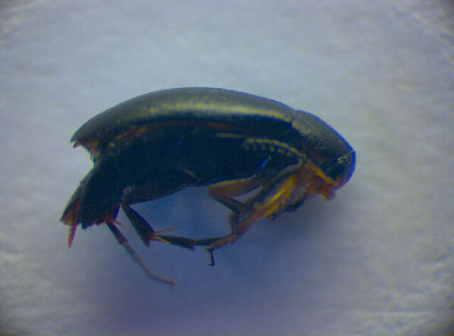 Image of <i>Anaspis frontalis</i>