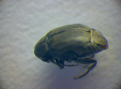 Image of Broom Seed Beetle