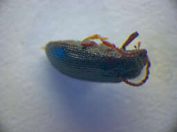 Image of cerophytid beetles