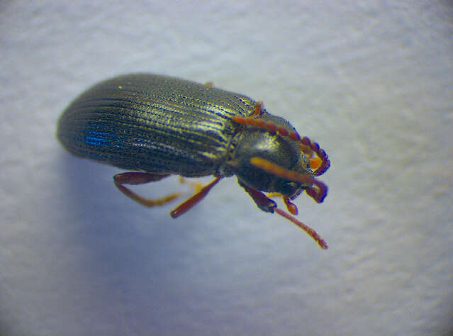 Image of cerophytid beetles