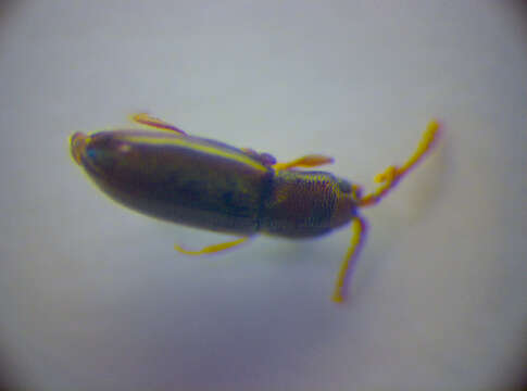 Image of Silken fungus beetle