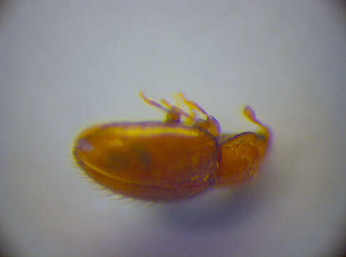 Image of Handsome fungus beetle