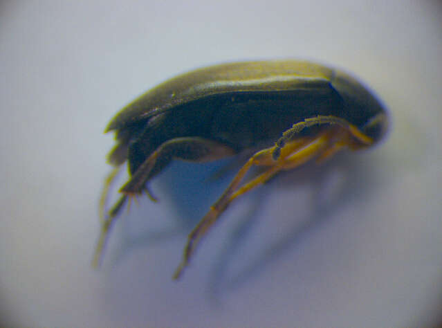 Image of <i>Anaspis garneysi</i>