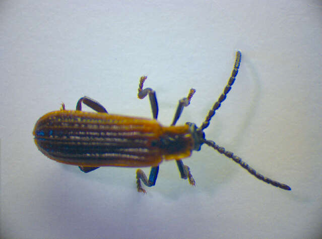 Image of Platycis cosnardi