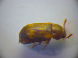 Image of Spotted Hairy Fungus Beetle