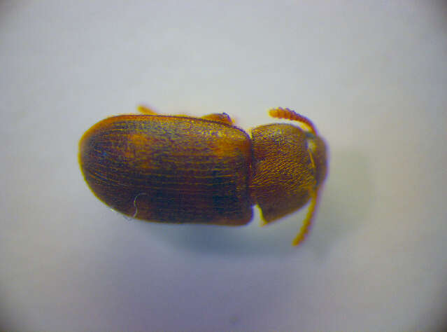 Image of Spotted Hairy Fungus Beetle