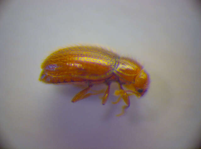 Image of Handsome fungus beetle
