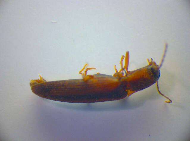 Image of <i>Dalopius marginatus</i>