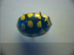 Image of <i>Coccinula quatuordecimpustulata</i>