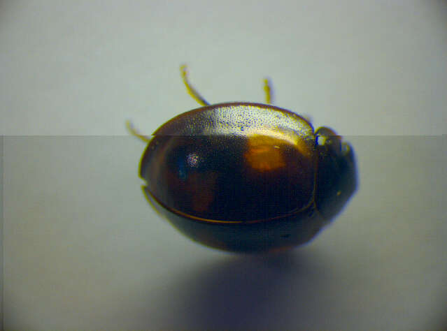 Image of Pine Lady Beetle