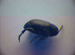 Image of Broom Seed Beetle