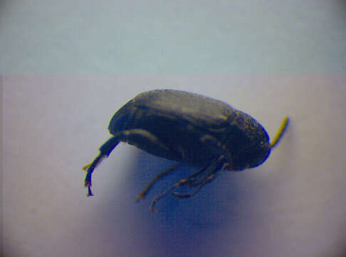 Image of Broom Seed Beetle