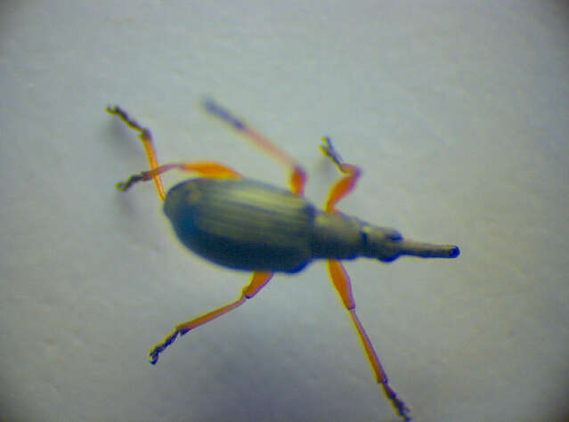 Image of Apionidae