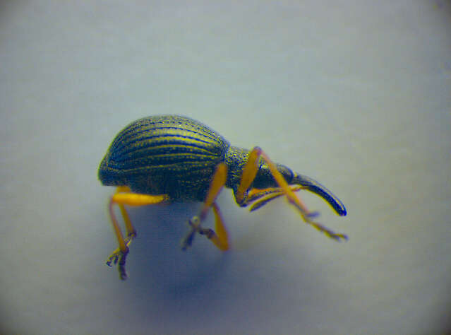 Image of Apionidae