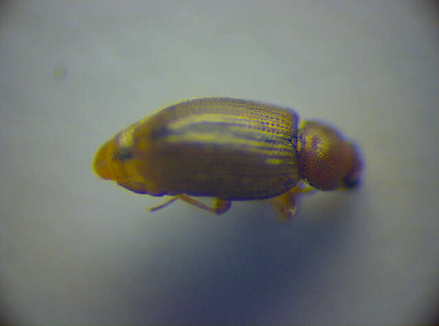 Image of <i>Corticarina fuscula</i>