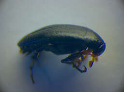 Image of <i>Anaspis frontalis</i>