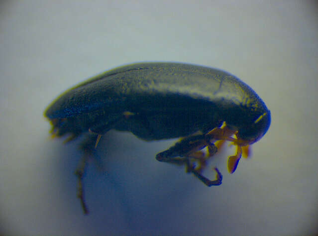 Image of <i>Anaspis frontalis</i>