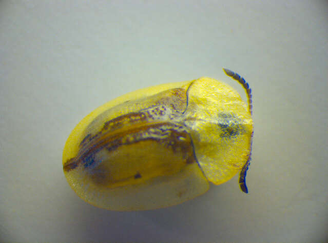 Image of Cassida (Cassida) vibex Linnaeus 1767