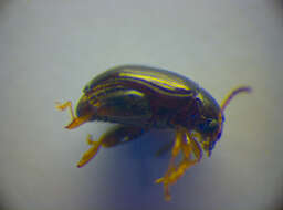 Image of Leaf beetle