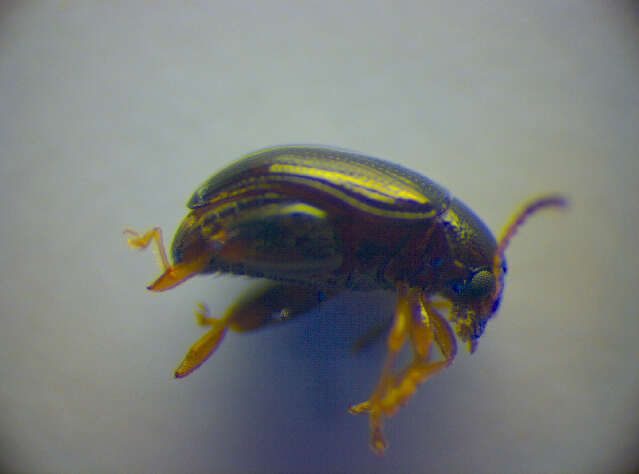 Image of Leaf beetle