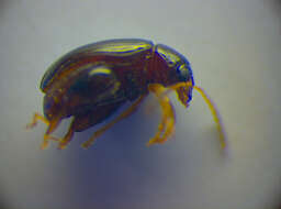 Image of Leaf beetle