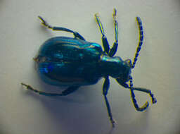 صورة <i>Lema cyanella</i>