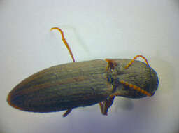 Image of Lined Click Beetle